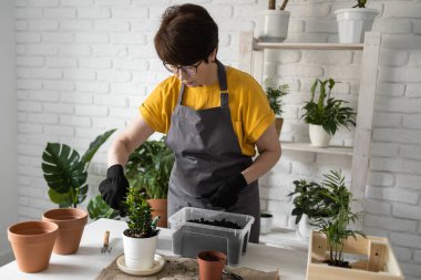 Gardening home. Woman replanting green plant in home. Potted green plants at home, home jungle, floral decor. Florist shop