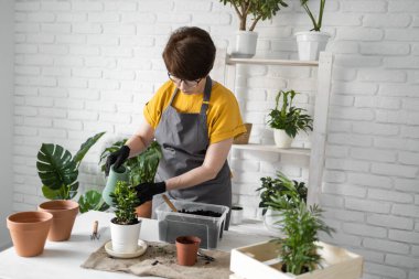 Gardening home. Woman replanting green plant in home. Potted green plants at home, home jungle, floral decor. Florist shop