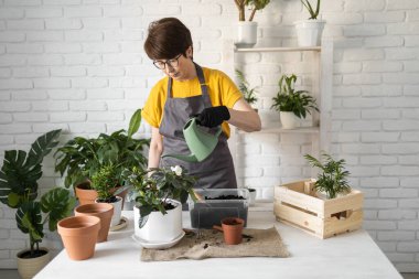 Gardening home. Woman replanting green plant in home. Potted green plants at home, home jungle, floral decor. Florist shop