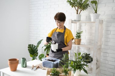 Gardening home. Woman replanting green plant in home. Potted green plants at home, home jungle, floral decor. Florist shop