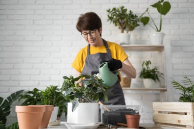 Gardening home. Woman replanting green plant in home. Potted green plants at home, home jungle, floral decor. Florist shop
