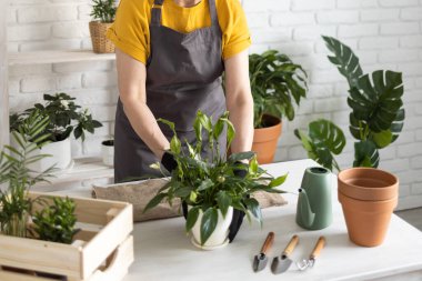 Spring Houseplant Bakım evi, saksı bitkileri. Bahar için Salon Bitkileri Uyanmak. Kadın evdeki yeni çömleğe bitki naklediyor. Bahçıvan nakil tesisi Spatthiphyllum