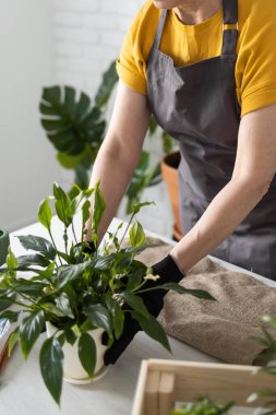 Spring Houseplant Bakım evi, saksı bitkileri. Bahar için Salon Bitkileri Uyanmak. Kadın evdeki yeni çömleğe bitki naklediyor. Bahçıvan nakil tesisi Spatthiphyllum