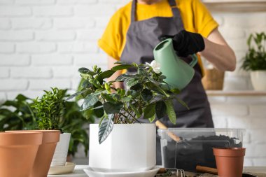 Gardening home. Woman replanting green plant in home. Potted green plants at home, home jungle, floral decor. Florist shop