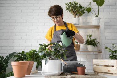 Gardening home. Woman replanting green plant in home. Potted green plants at home, home jungle, floral decor. Florist shop