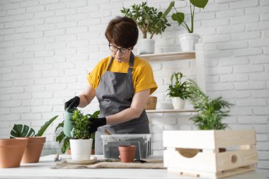 Woman gardener transplanting houseplants in pots on wooden table. Concept of home garden and take care plants in flowerpot.