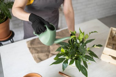 Gardening home. Woman replanting green plant in home. Potted green plants at home, home jungle, floral decor. Florist shop