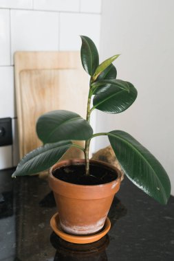 Ficus houseplant in orange ceramic pot indoors