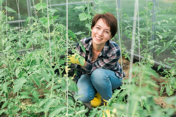 Young smiling agriculture women worker in greenhouse working, fixation tomatoes in greenhouse. Garden work and spring season.