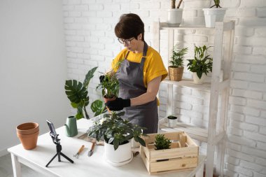 Relaxing home gardening. Smiling middle aged woman in black gloves with potted plant records gardening video blog in modern house - blogging and florist vlog influencer.