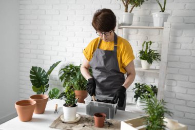 Woman gardener transplanting houseplants in pots on wooden table. Concept of home garden and take care plants in flowerpot.