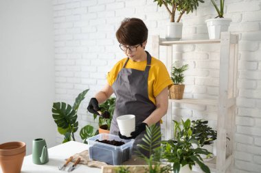 Gardening home. Woman replanting green plant in home. Potted green plants at home, home jungle, floral decor. Florist shop