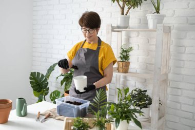 Gardening home. Woman replanting green plant in home. Potted green plants at home, home jungle, floral decor. Florist shop