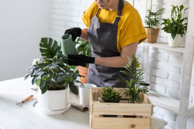 Gardening home. Woman replanting green plant in home. Potted green plants at home, home jungle, floral decor. Florist shop