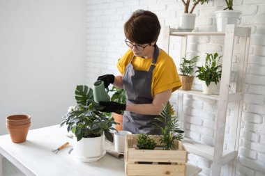 Gardening home. Woman replanting green plant in home. Potted green plants at home, home jungle, floral decor. Florist shop