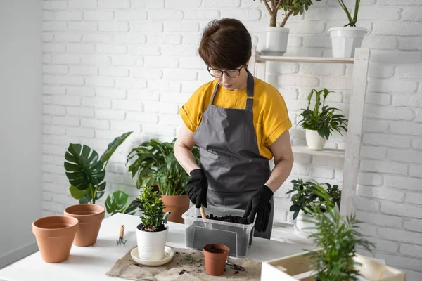 Woman gardener transplanting houseplants in pots on wooden table. Concept of home garden and take care plants in flowerpot.