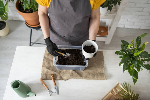 Gardening home. Woman replanting green plant in home. Potted green plants at home, home jungle, floral decor. Florist shop