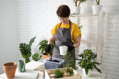 Gardening home. Woman replanting green plant in home. Potted green plants at home, home jungle, floral decor. Florist shop