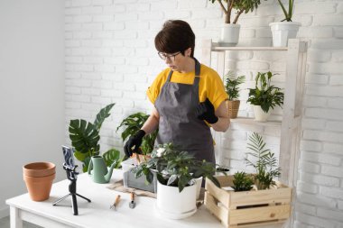 Spring Houseplant Bakım evi, saksı bitkileri. Bahar için Salon Bitkileri Uyanmak. Kadın evdeki yeni çömleğe bitki naklediyor. Bahçıvan nakil tesisi Spatthiphyllum