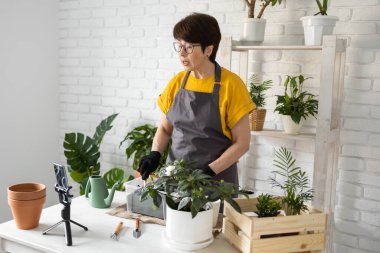 Spring Houseplant Bakım evi, saksı bitkileri. Bahar için Salon Bitkileri Uyanmak. Kadın evdeki yeni çömleğe bitki naklediyor. Bahçıvan nakil tesisi Spatthiphyllum