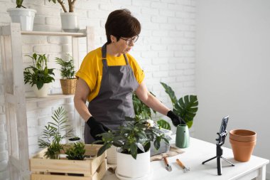 Relaxing home gardening. Smiling middle aged woman in black gloves with potted plant records gardening video blog in modern house - blogging and florist vlog influencer.