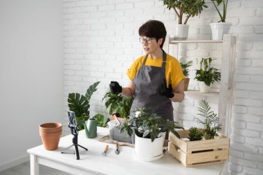 Relaxing home gardening. Smiling middle aged woman in black gloves with potted plant records gardening video blog in modern house - blogging and florist vlog influencer.