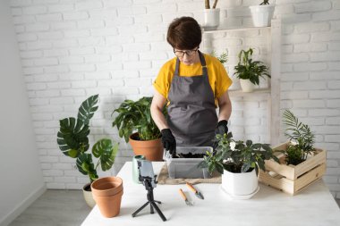 Relaxing home gardening. Smiling middle aged woman in black gloves with potted plant records gardening video blog in modern house - blogging and florist vlog influencer.