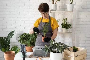 Relaxing home gardening. Smiling middle aged woman in black gloves with potted plant records gardening video blog in modern house - blogging and florist vlog influencer.