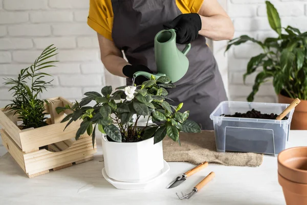 Gardening home. Woman replanting green plant in home. Potted green plants at home, home jungle, floral decor. Florist shop