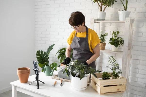 Relaxing home gardening. Smiling middle aged woman in black gloves with potted plant records gardening video blog in modern house - blogging and florist vlog influencer.