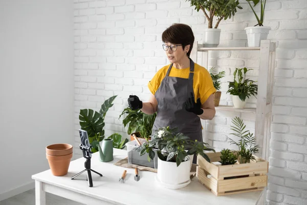 Relaxing home gardening. Smiling middle aged woman in black gloves with potted plant records gardening video blog in modern house - blogging and florist vlog influencer.