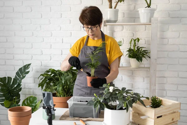 Relaxing home gardening. Smiling middle aged woman in black gloves with potted plant records gardening video blog in modern house - blogging and florist vlog influencer.