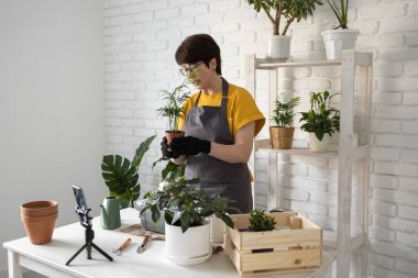 Relaxing home gardening. Smiling middle aged woman in black gloves with potted plant records gardening video blog in modern house - blogging and florist vlog influencer.