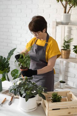 Relaxing home gardening. Smiling middle aged woman in black gloves with potted plant records gardening video blog in modern house - blogging and florist vlog influencer.