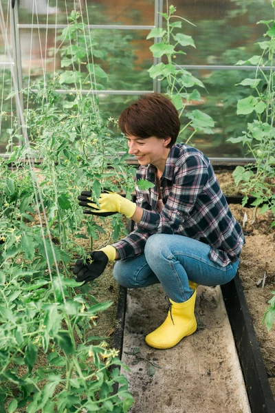 Happy gardener women in gloves and care tomatoes in . Gardening and floriculture.