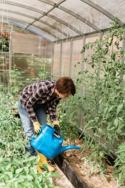 Watering vegetable garden. A woman gardener in an apron and gloves waters the beds with organic vegetables. Caring for cucumber plants in the home vegetable garden.