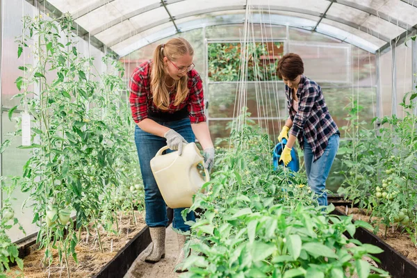Watering vegetable garden. A woman gardener in an apron and gloves waters the beds with organic vegetables. Caring for cucumber plants in the home vegetable garden.