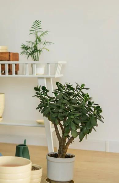 Houseplant Crassula jade plant money tree in white pot in home - home gardening