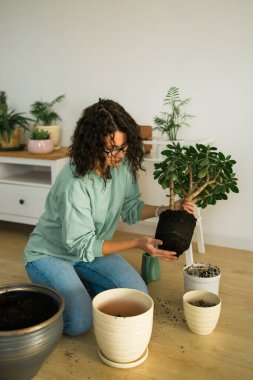 Spring hobby happy young woman transplanting in flower pot houseplant with dirt or soil at home. Gardening plant and green tropical