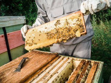 Beekeeper inspecting honeycomb frame at apiary at the summer day. Man working in apiary. Apiculture. Beekeeping