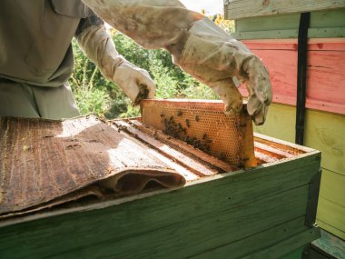 Arıcı elinde arılarla bir bal hücresi tutuyor. Apiculture. Apiary