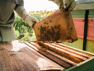 Arıcı elinde arılarla bir bal hücresi tutuyor. Apiculture. Apiary
