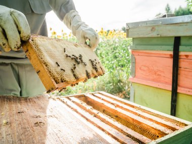 Arıcı arı kovanından bal peteğini çıkarıyor. Kovandan bal alan arı koruyucu takım elbiseli bir adam. Arı kostümü giyen çiftçi arıda bal peteğiyle çalışıyor. Kırsalda arıcılık. Organik tarım