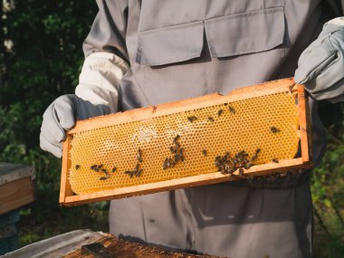 Arıcı elinde arılarla bir bal hücresi tutuyor. Apiculture. Apiary