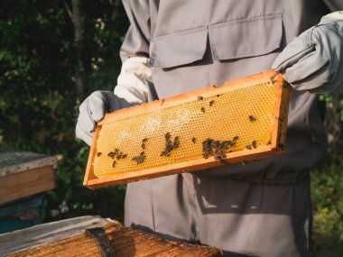 Beekeeper inspecting honeycomb frame at apiary at the summer day. Man working in apiary. Apiculture. Beekeeping