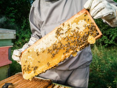 Arıcı arı kovanından bal peteğini çıkarıyor. Kovandan bal alan arı koruyucu takım elbiseli bir adam. Arı kostümü giyen çiftçi arıda bal peteğiyle çalışıyor. Kırsalda arıcılık. Organik tarım