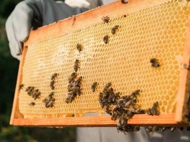 Arıcı arı kovanından bal peteğini çıkarıyor. Kovandan bal alan arı koruyucu takım elbiseli bir adam. Arı kostümü giyen çiftçi arıda bal peteğiyle çalışıyor. Kırsalda arıcılık. Organik tarım