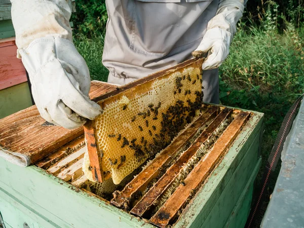Пчеловод Удаляет Соты Пчелиного Улья Человек Пчеловодческом Костюме Забирает Мед — стоковое фото