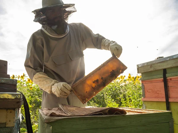 Beekeeper Working His Apiary Bee Farm Beekeeping — стоковое фото