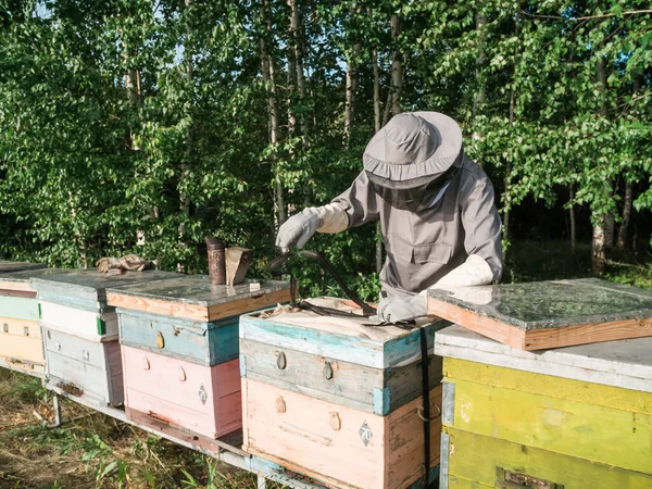 Пчеловод Собирает Мед Концепция Пчеловодства — стоковое фото